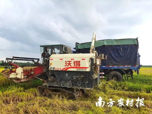 廣東各方協(xié)同行動，農(nóng)機服務筑牢農(nóng)業(yè)基本盤以應對災情挑戰(zhàn)